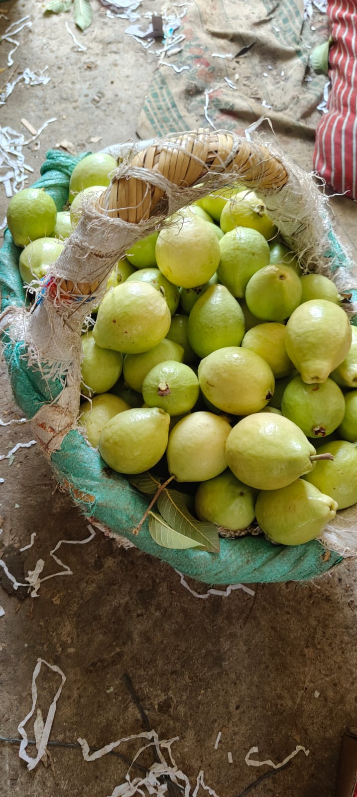 Guava