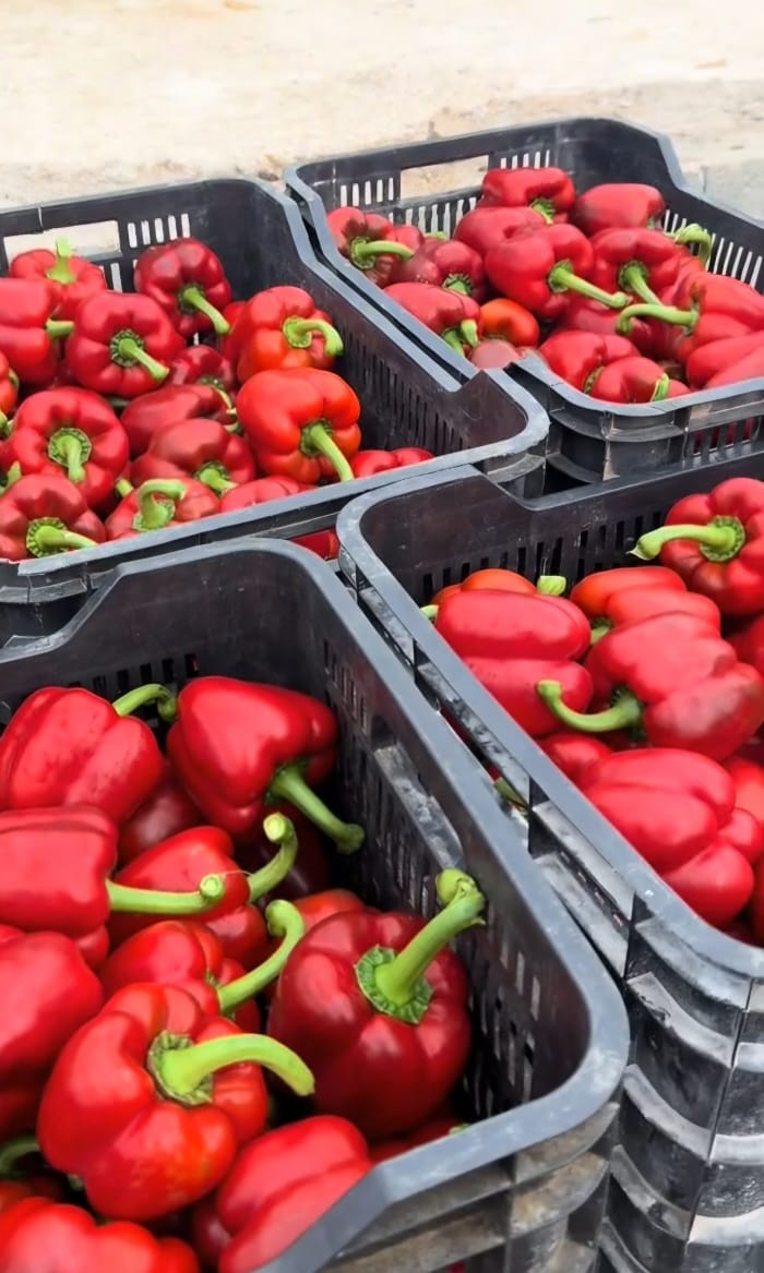 Red Bell Peppers