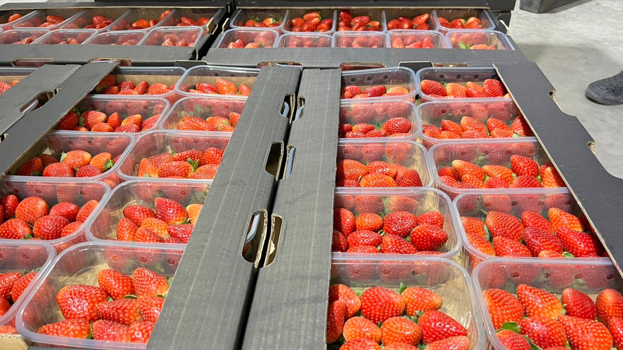 Frozen Strawberry