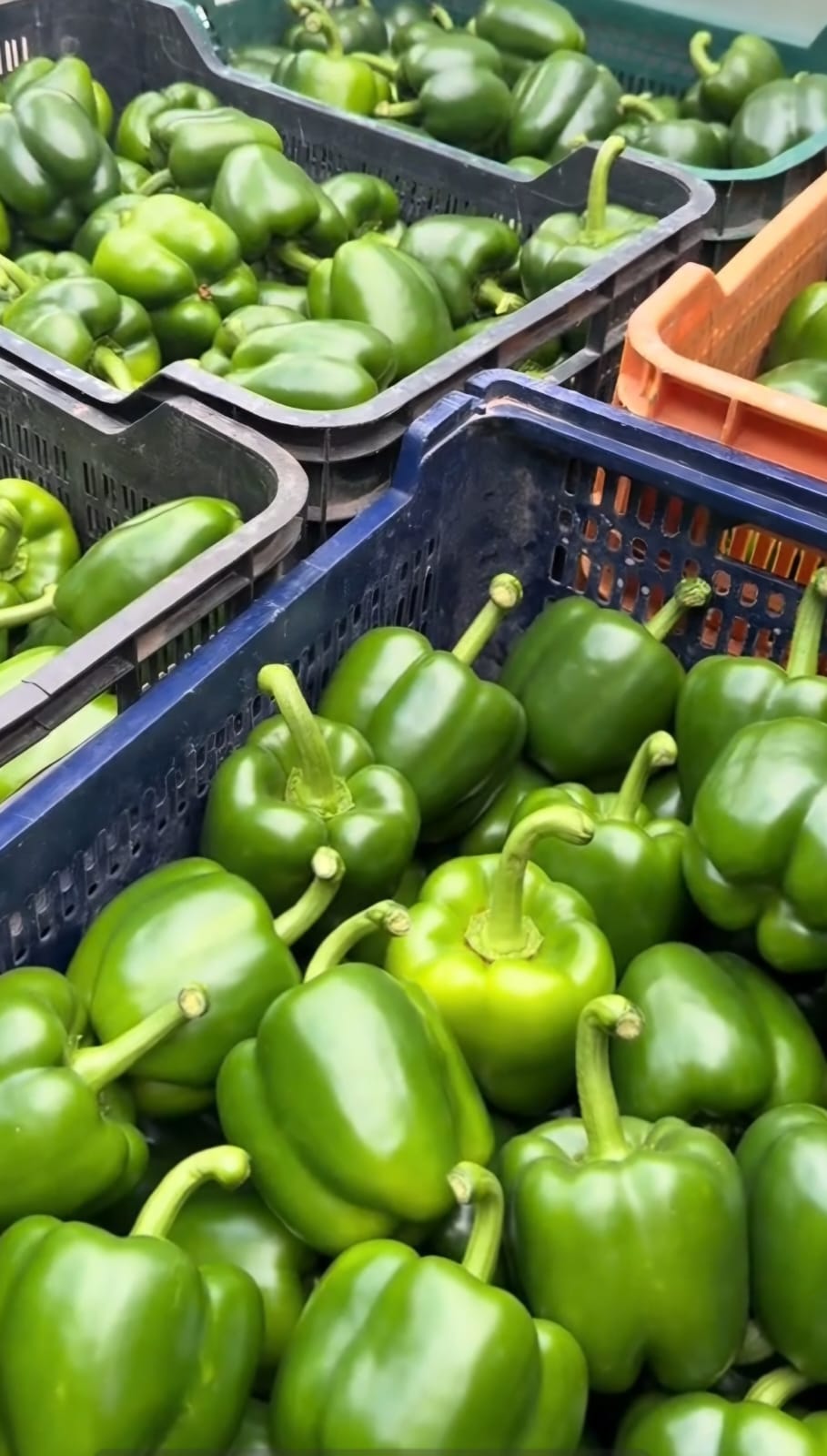 Green Bell Peppers