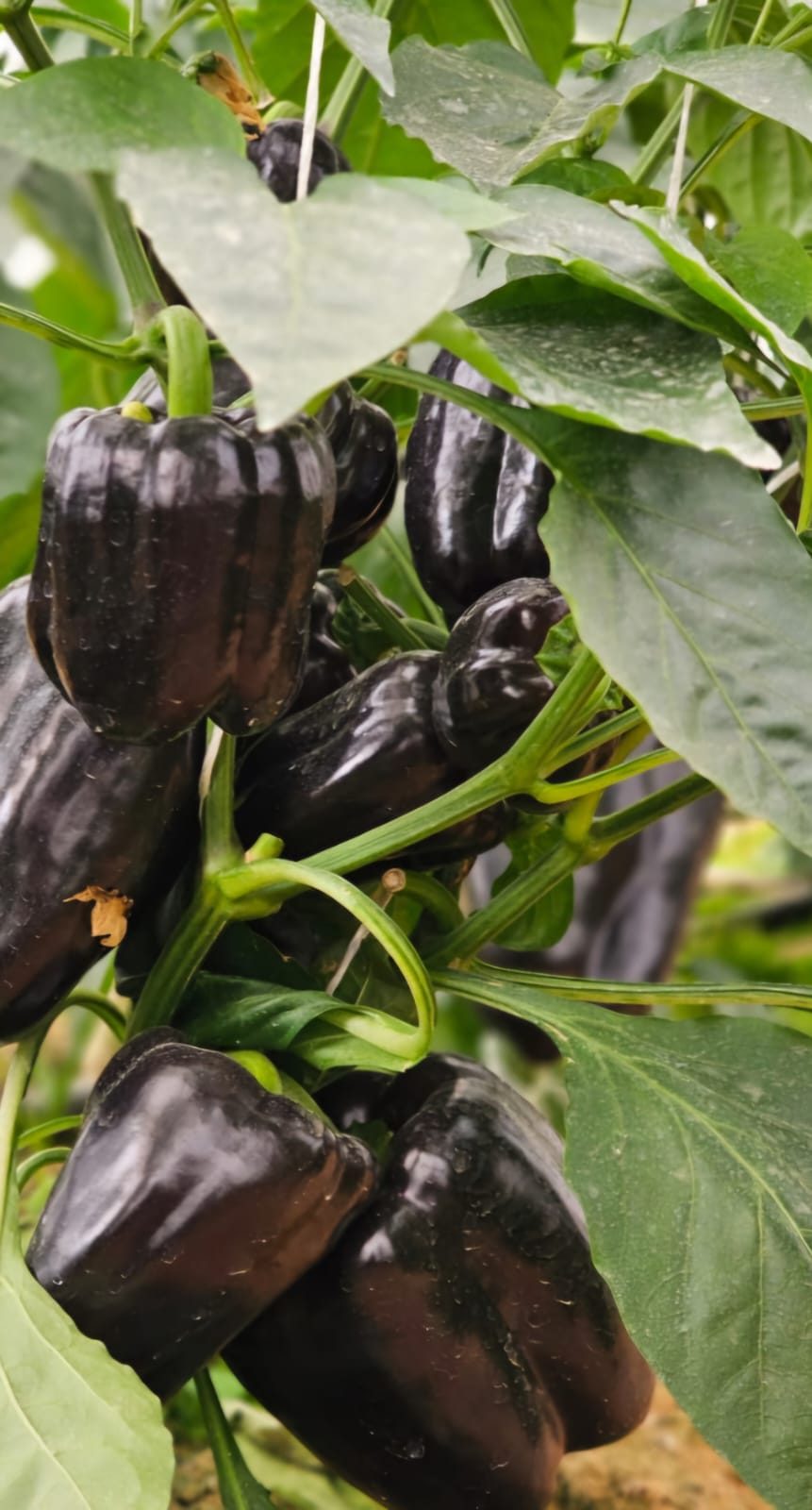 Dark Purple Bell Peppers
