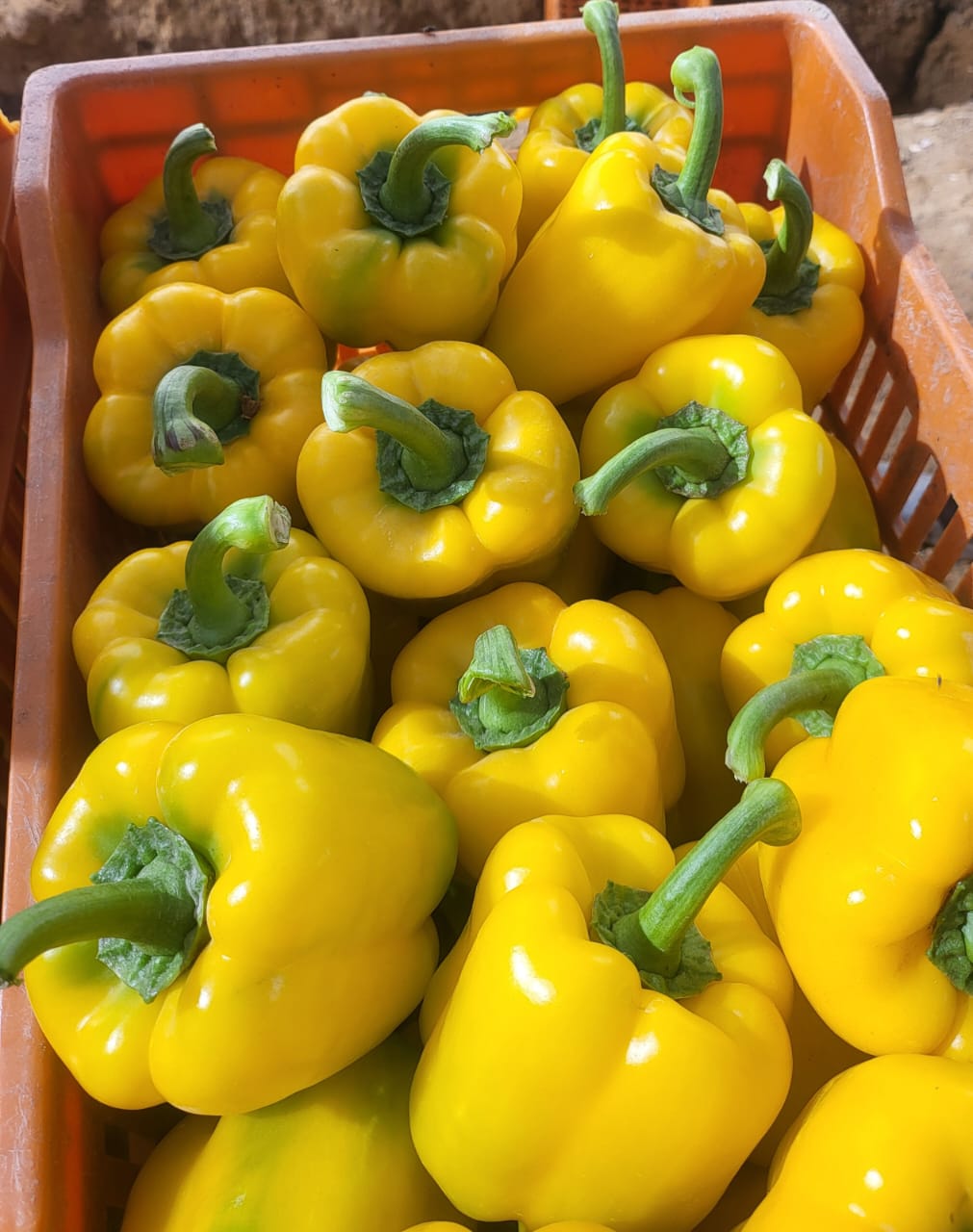 Yellow Bell Peppers