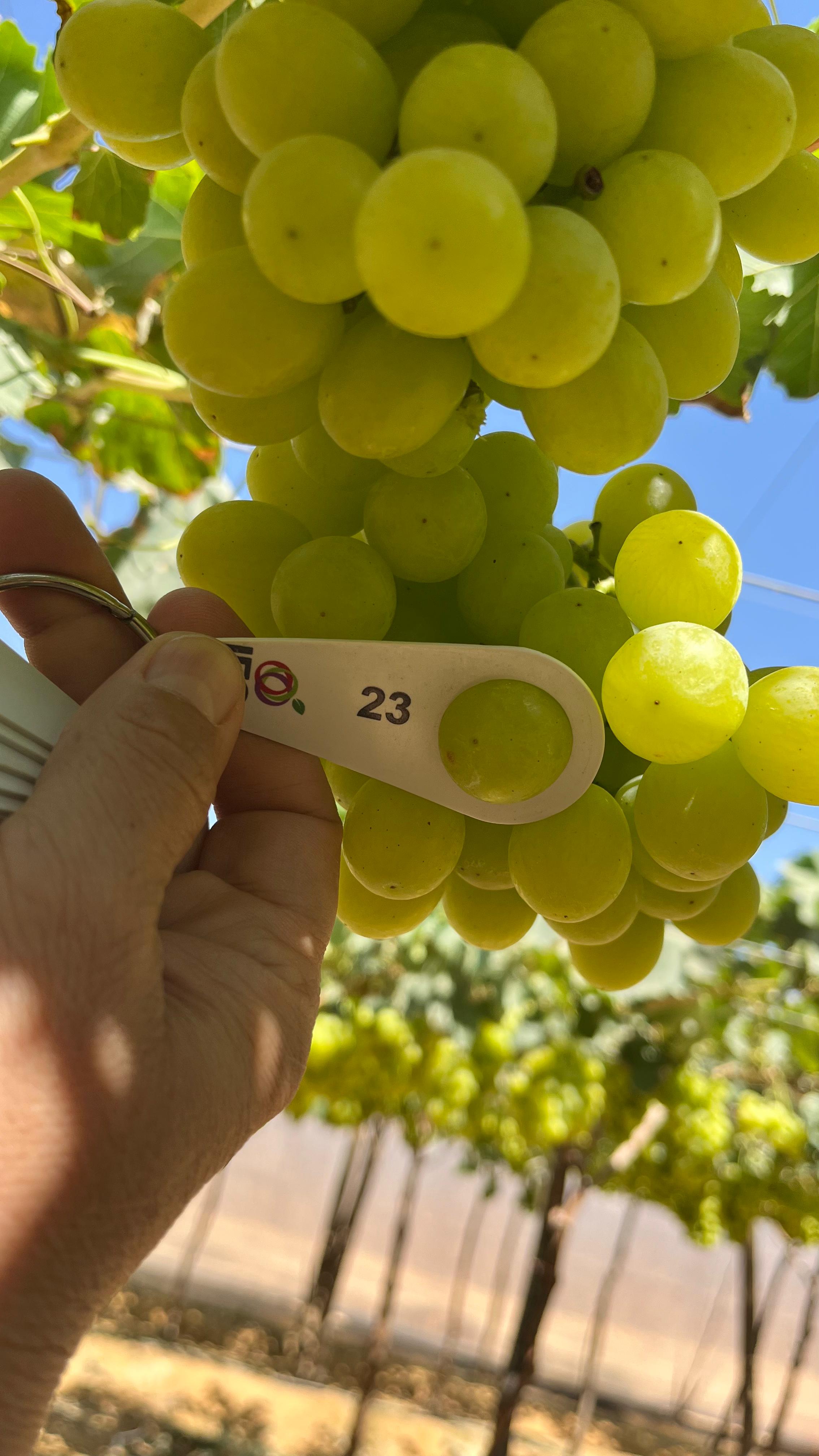 Grapes